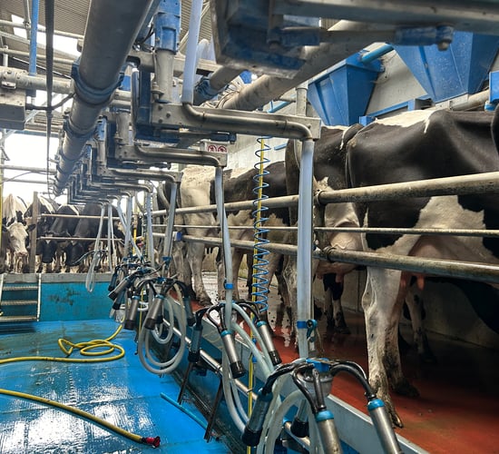 Drying off: Should you milk on the few late calvers?