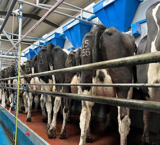 Milk recording reports - how are herds performing at the moment?