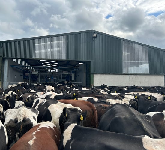 Lameness: Roadways and infrastructure around breeding