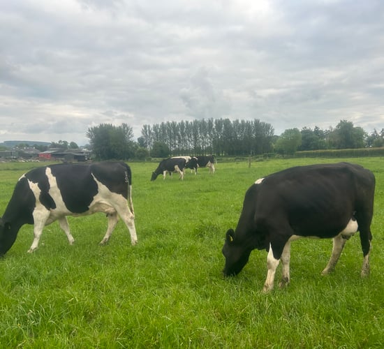 Maximising grass intake during potential pinch point in April