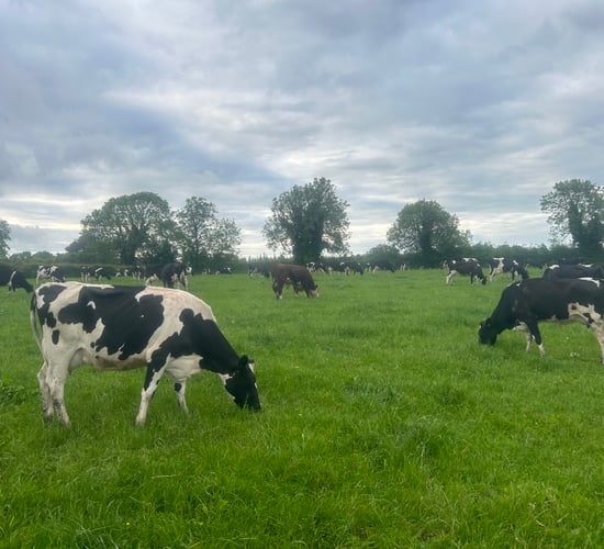 Carbery campaign 'to champion' west Cork dairy farmers
