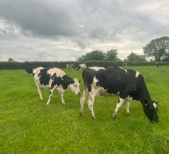 Number of GB dairy producers drops by nearly 6%
