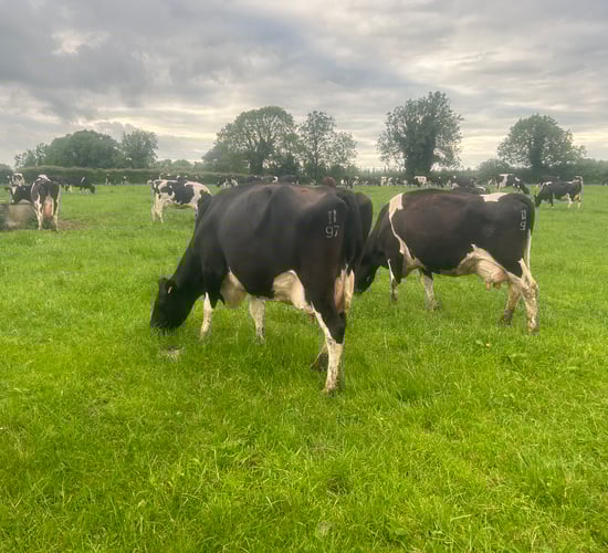 CSO: Domestic milk intake down by 26m litres in May 2024