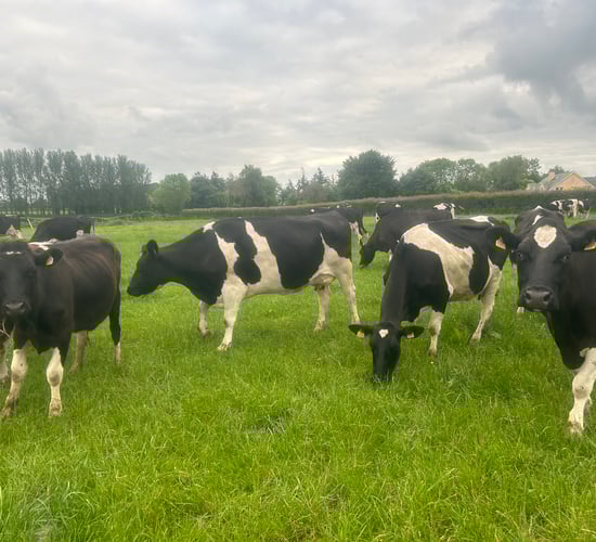 Bridge the nutritional gap to keep milk production up