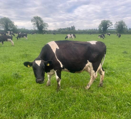 Picking out the problem cows ahead of the breeding season