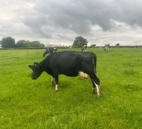 Grass growth rates see no improvement this week