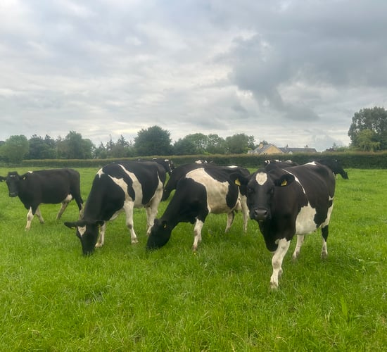 Dairy farmers urged to reduce bought in feed and focus on grass to boost profits