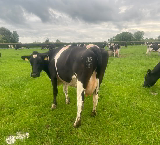 Tirlán offers dairy feed support for milk suppliers