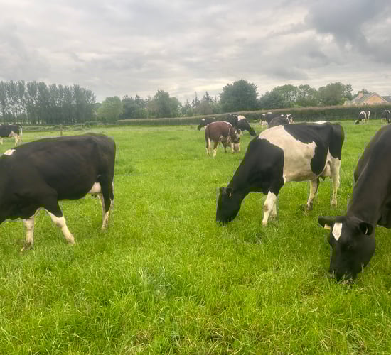 Breeding season: Decisions to be made mid-season