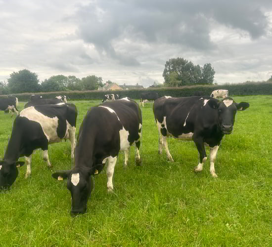 NI agriculture in 'strong state of financial health' - adviser