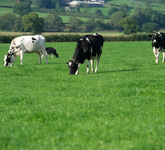 EMB: Dairy sector is 'not in good health'