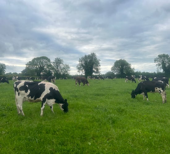 Survey launched in NI for renewable energy generation on dairy farms