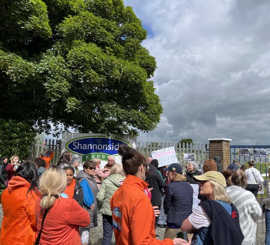 Protesters gather at horse abattoir following exposed animal abuse