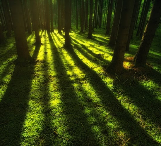 Senator: Coillte decision a 'strange deletion'