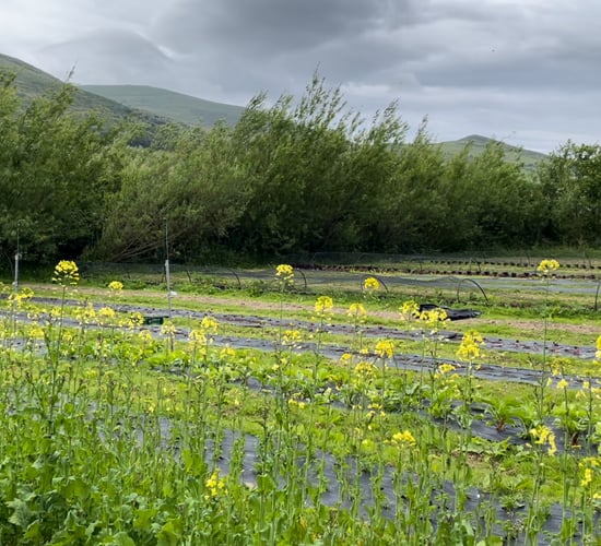 Applications open for paid organic farming internship