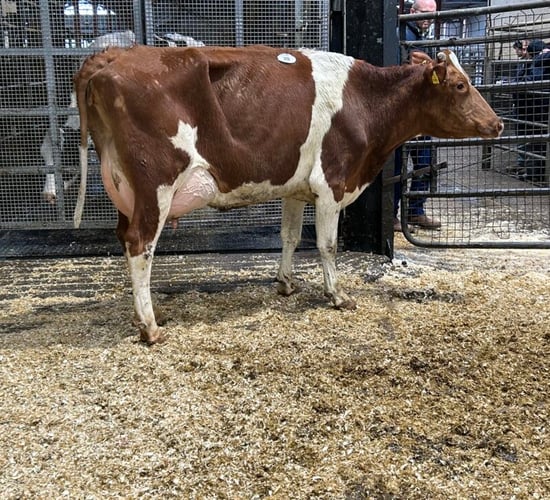 200-cow dairy herd dispersal sale set for Carnaross Mart