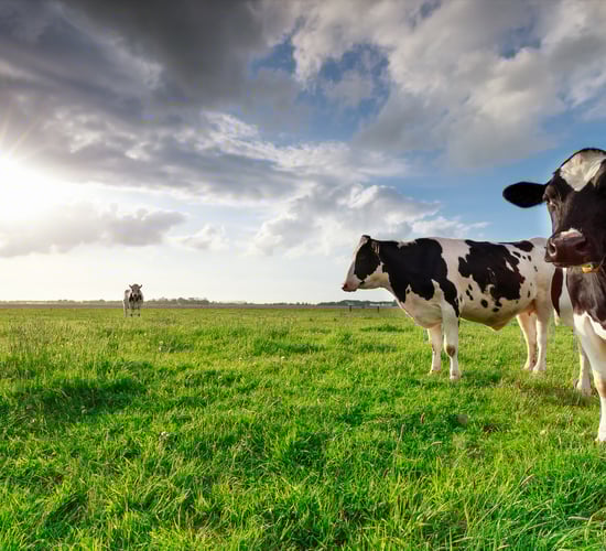 ICSA: Farm survey figures 'must be viewed in context'
