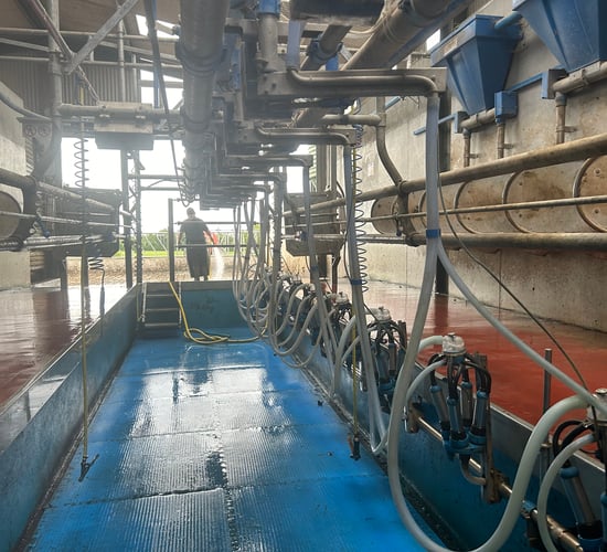 Dairy advice: When to do your first milk recording of 2025
