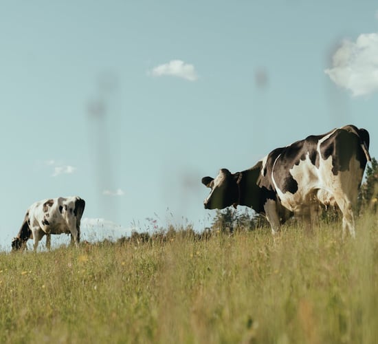FAO Food Price Index: Dairy and cereal prices rise in September