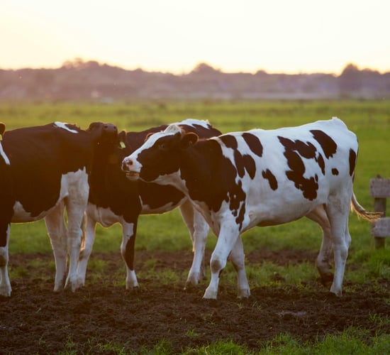 Dairy farmer to host 'Farming for Nature' walk to regenerate forests