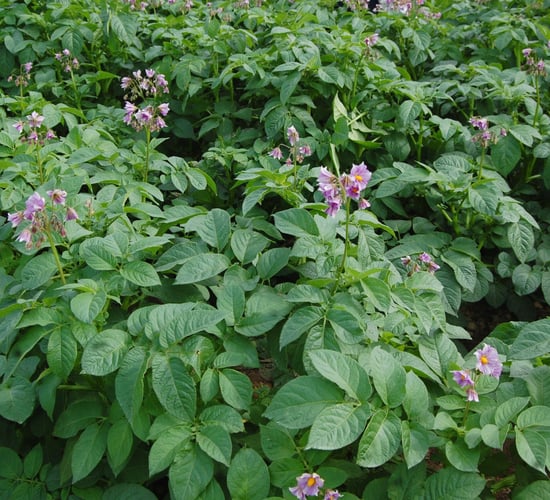 Dry weather 'may well impact on potato yields' - specialist