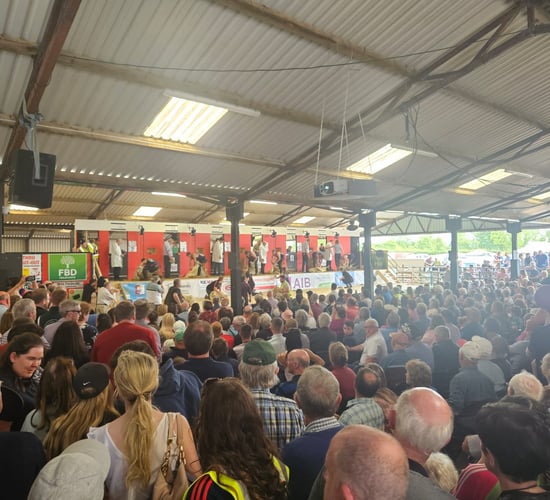 Watch: Sheep shearing championships at Mountbellew