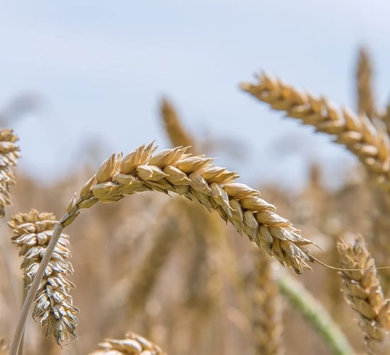 New winter wheat recommended list for 2025 published