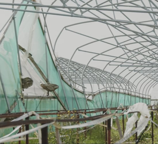 Watch: Why the sun is not shining for strawberry growers this year
