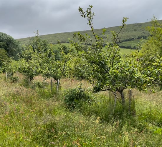 Spot inspections for organics 'does not paint the whole picture'