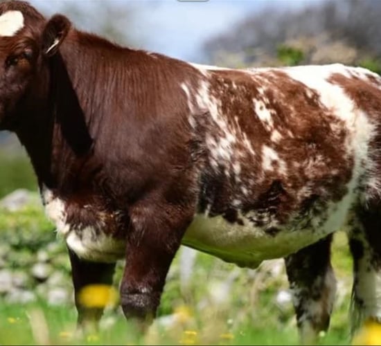 Shorthorn heifer makes Irish record price at Caramba Sale