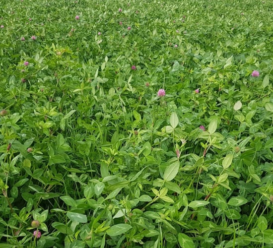 Red clover silage: Similar yields, quality with 2.3x less nitrogen