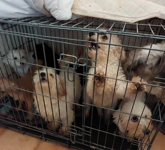 Cork woman banned from owning animals for life - ISPCA