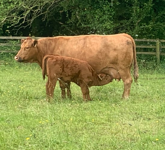 Improving reproductive efficiency in suckler herds