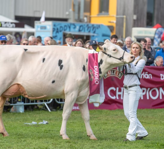 Watch: All eyes on Diageo Baileys Cow at Virginia Show 2024
