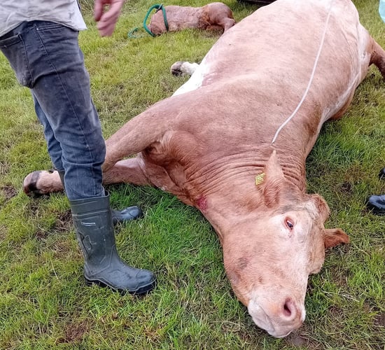 Dead calf pulled from cow after suspected livestock worrying