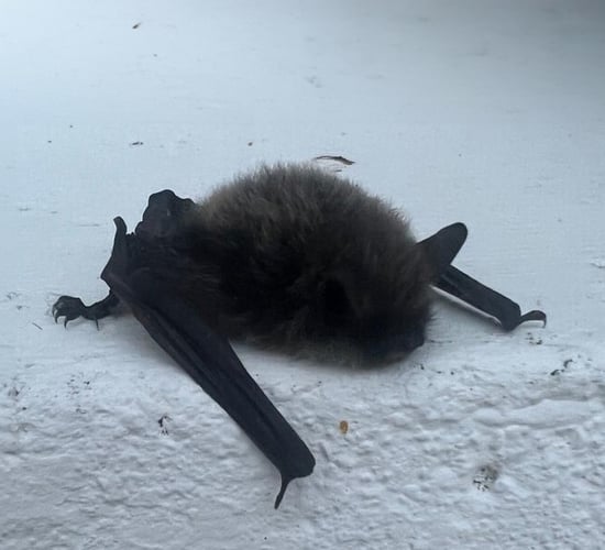 ISPCA provides a helping hand to grounded bats