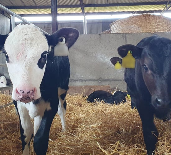 Over 41,500 fewer calves registered to date this year