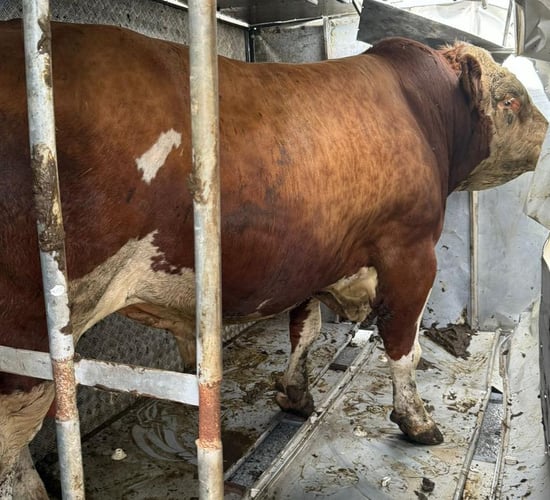 Fire brigade rescues bull from overturned trailer in Cork