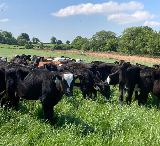 ABP Demo Farm: New post-weaning strategy for calves