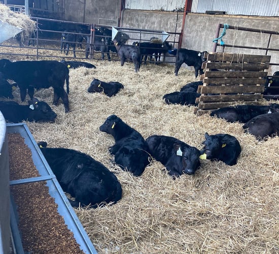 Millionth calf genotyped this week as part of NGP
