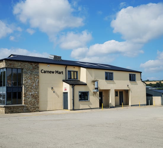 Sheep marts: Cast ewes hit €294 at Carnew Mart