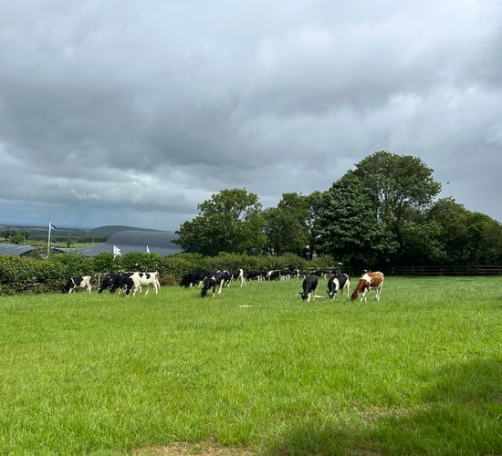 Dairy focus: Simple cow nutrition works on Kilkenny farm