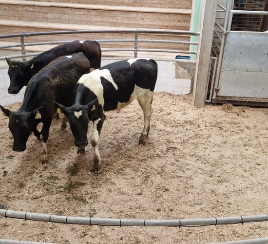Calf trade: Reared calves make €585 at Enniscorthy Mart