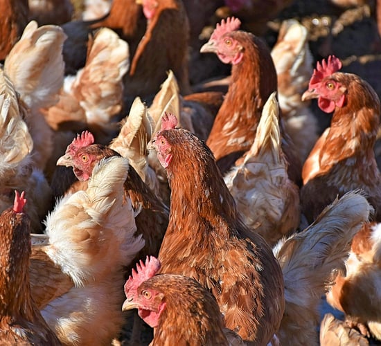 Bird Flu prevention zone introduced in Northern Ireland