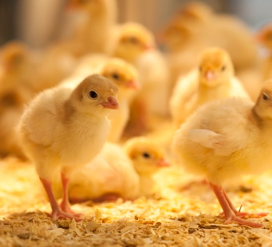 Netherlands rolls out bird flu vaccination pilot programme