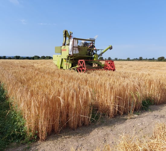 Tillage: The 2024 winter barley harvest is underway