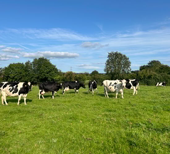 Delay of agricultural relief changes welcomed by ICMSA
