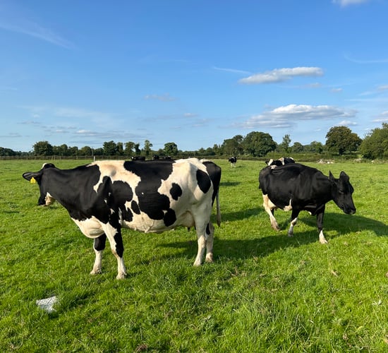 IOMS: A 'unified voice' for organic dairy farmers