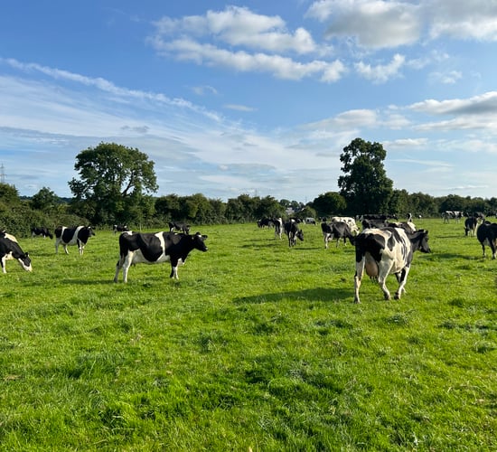 Managing a grass surplus and time to start building autumn covers