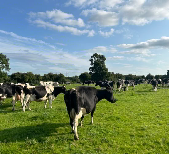 Milk Price Tracker: The positive milk price continues in August